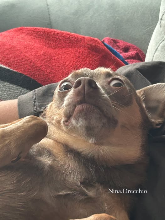 What did the Kansas City dog say at the BBQ?