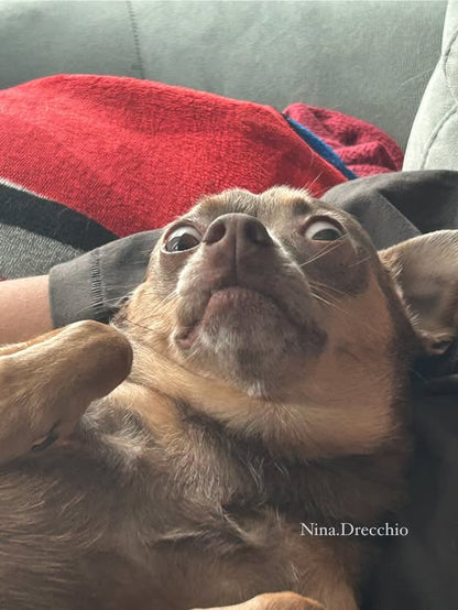 What did the Kansas City dog say at the BBQ?