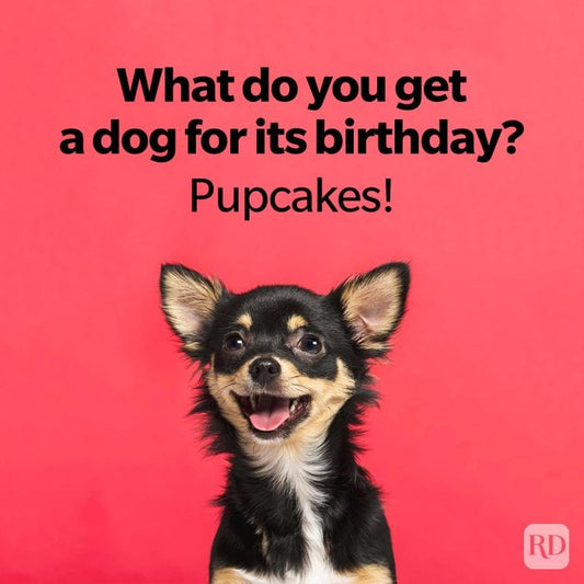 What did the Kansas City dog say at the BBQ?